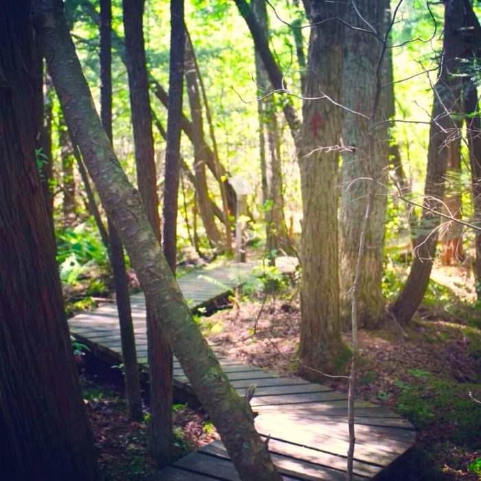 WETLANDS TRAIL WALKING